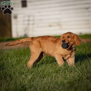 Tyler, Golden Retriever Puppy