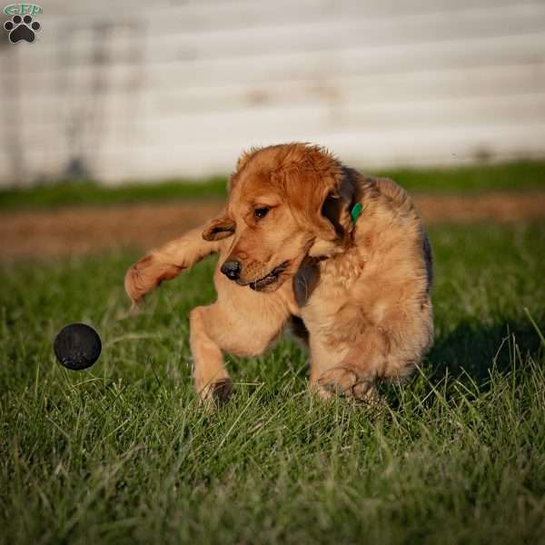 Tyler, Golden Retriever Puppy