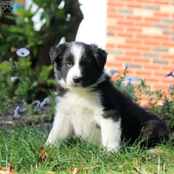 Tyler, Border Collie Puppy