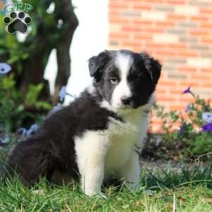 Tyler, Border Collie Puppy