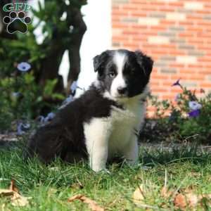 Tyler, Border Collie Puppy