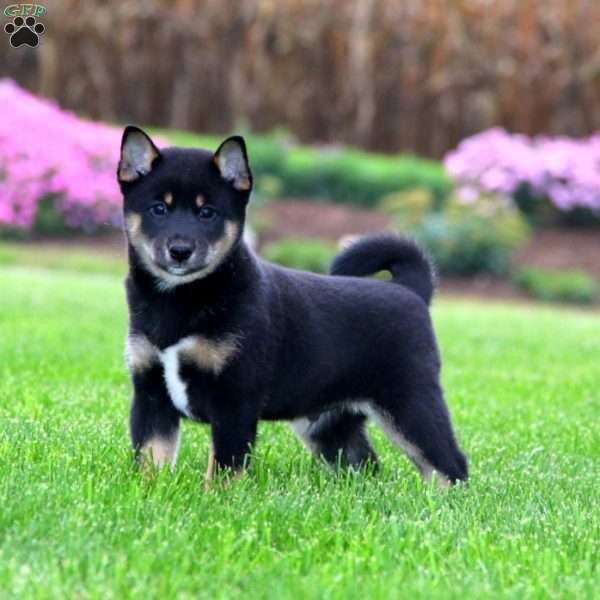 Tyler, Shiba Inu Puppy