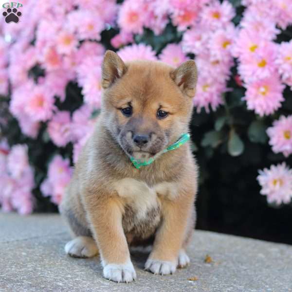 Tyler, Shiba Inu Puppy