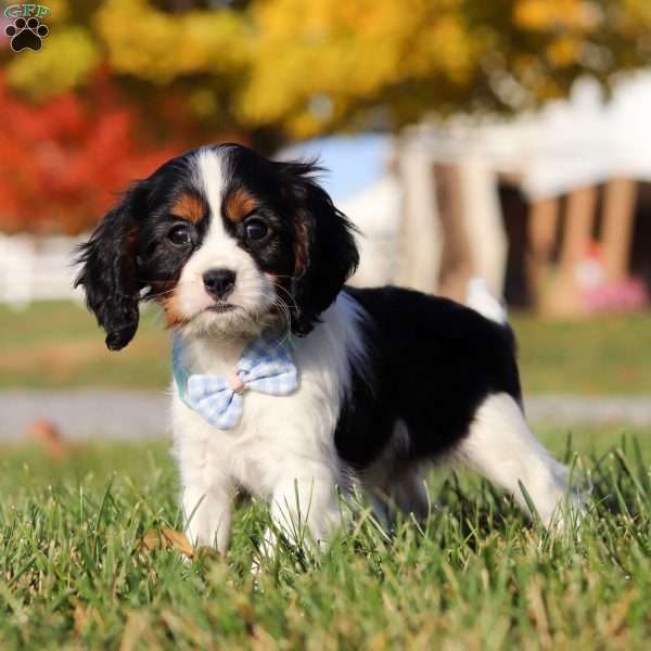 Tyson, Cavalier King Charles Spaniel Puppy