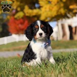 Tyson, Cavalier King Charles Spaniel Puppy