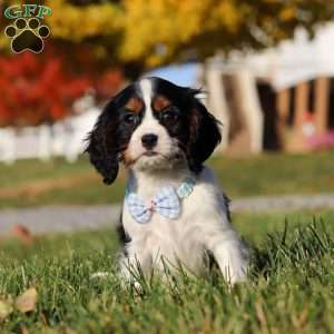 Tyson, Cavalier King Charles Spaniel Puppy