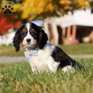 Tyson, Cavalier King Charles Spaniel Puppy