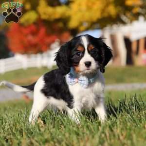 Tyson, Cavalier King Charles Spaniel Puppy