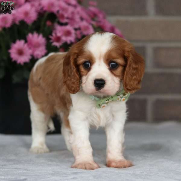 Ultan, Cavalier King Charles Spaniel Puppy