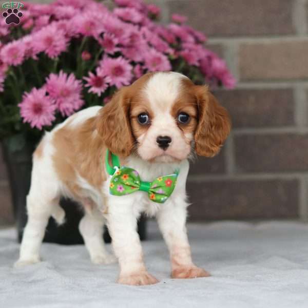 Uno, Cavalier King Charles Spaniel Puppy