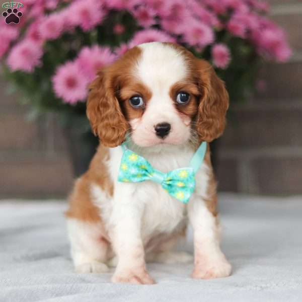 Uriah, Cavalier King Charles Spaniel Puppy