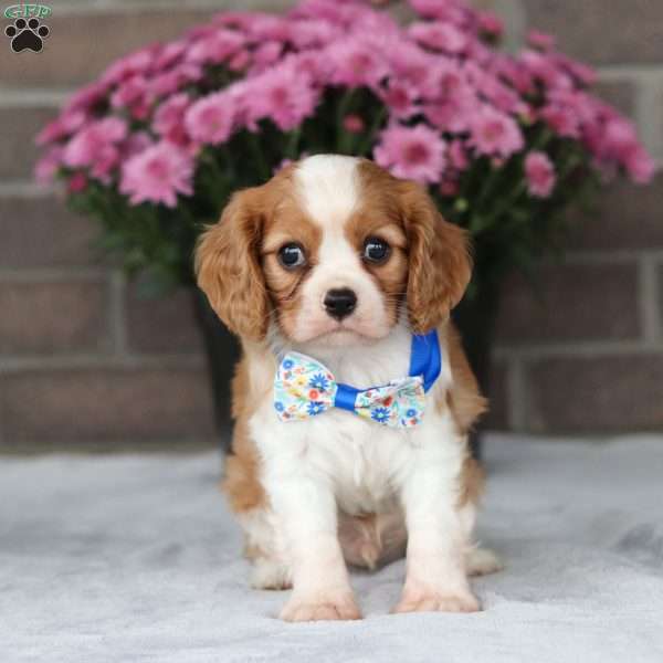 Usher, Cavalier King Charles Spaniel Puppy