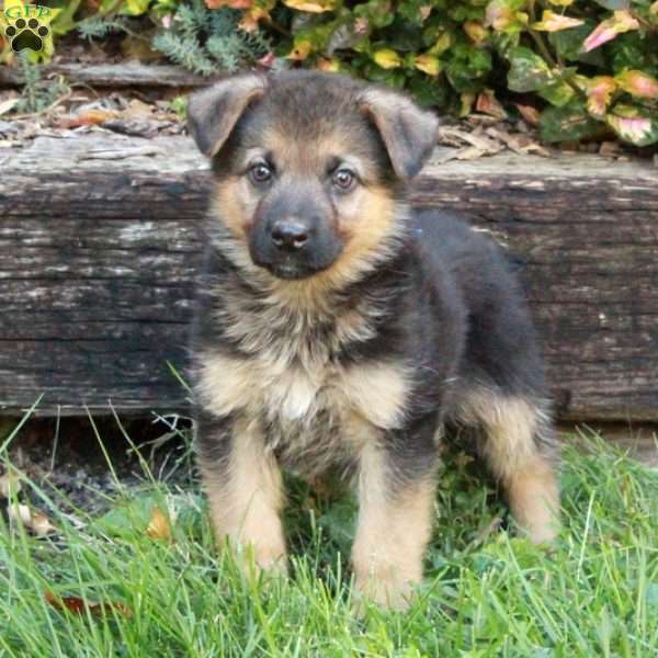 Valerie, German Shepherd Puppy