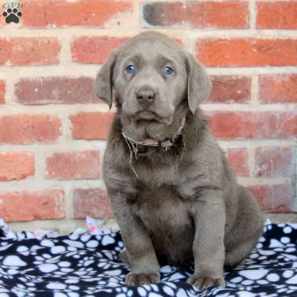 Valerie, Silver Labrador Retriever Puppy