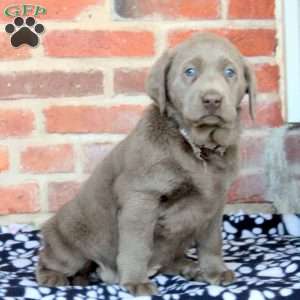 Valerie, Silver Labrador Retriever Puppy