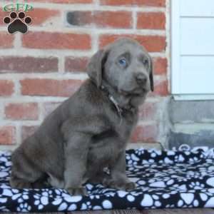 Valerie, Silver Labrador Retriever Puppy