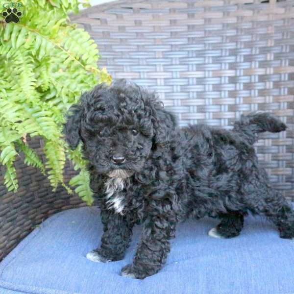 Valor, Miniature Poodle Puppy