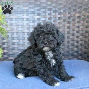 Valor, Miniature Poodle Puppy