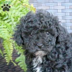 Valor, Miniature Poodle Puppy