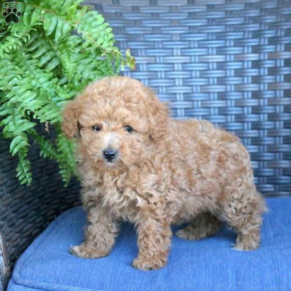 Valorie, Miniature Poodle Puppy