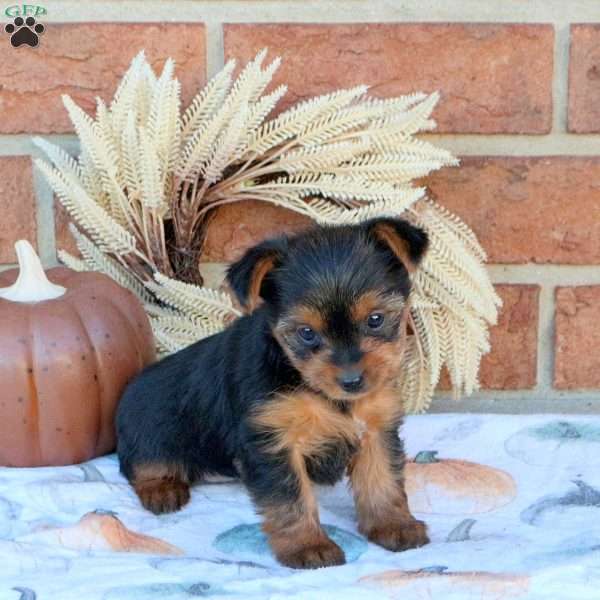 Valorie, Yorkie Puppy