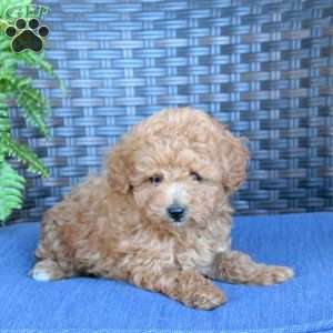 Valorie, Miniature Poodle Puppy