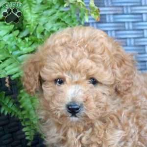 Valorie, Miniature Poodle Puppy