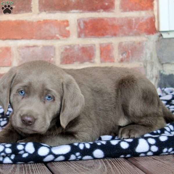 Vance, Silver Labrador Retriever Puppy