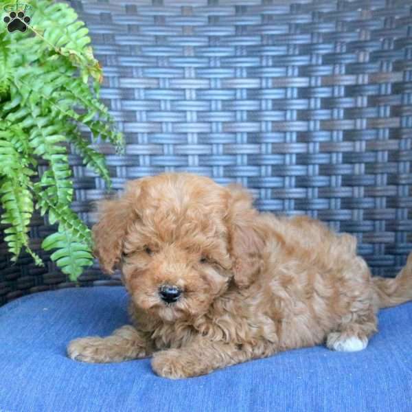 Vanessa, Miniature Poodle Puppy