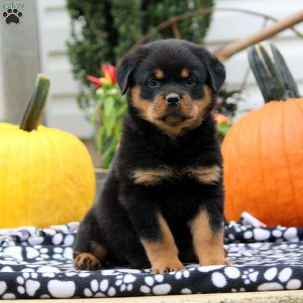 Vanessa, Rottweiler Puppy