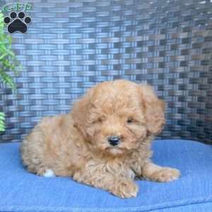 Vanessa, Miniature Poodle Puppy