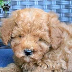 Vanessa, Miniature Poodle Puppy