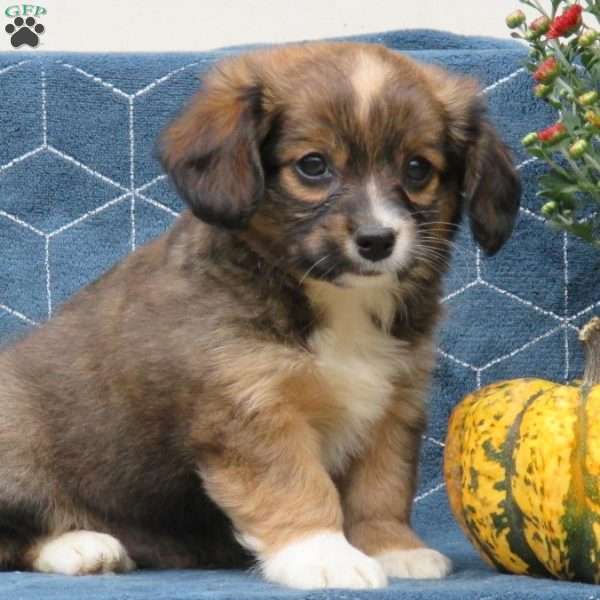 Vaughn, Cavalier King Charles Mix Puppy