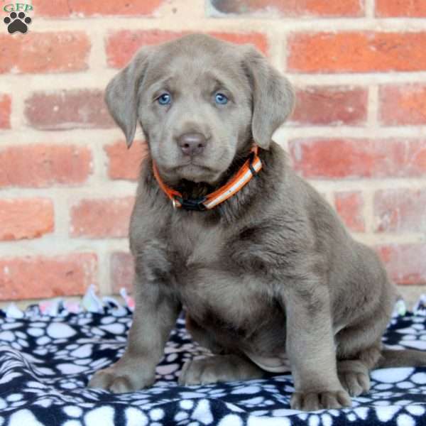 Vera, Silver Labrador Retriever Puppy