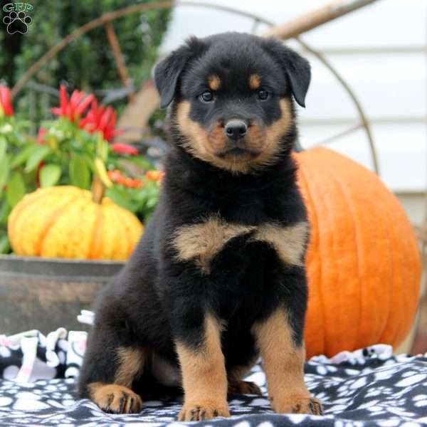 Vera, Rottweiler Puppy