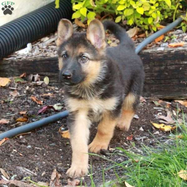 Veronica, German Shepherd Puppy