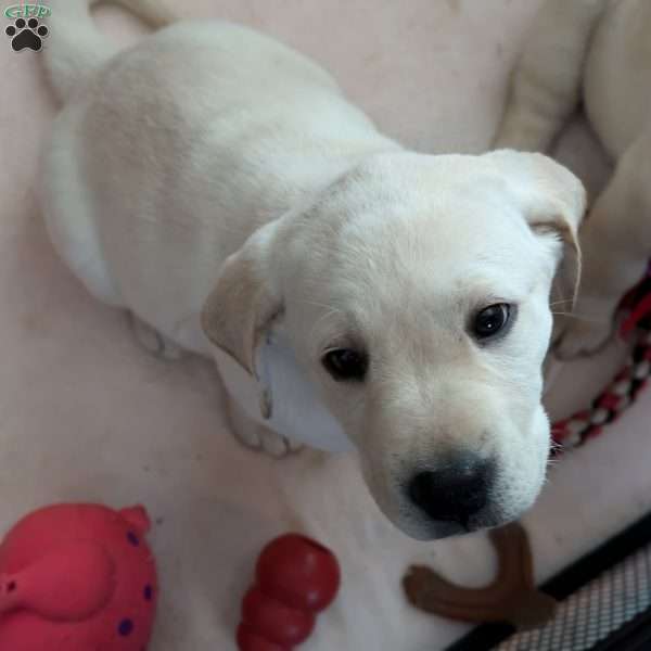 Victoria, Yellow Labrador Retriever Puppy