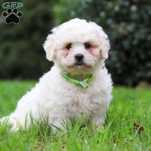 Victor, Lhasa-Poo Puppy