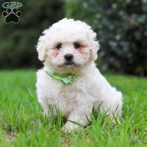 Victor, Lhasa-Poo Puppy