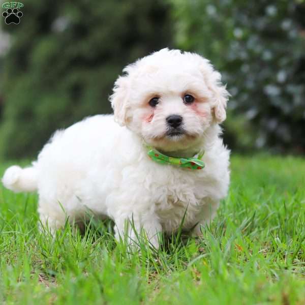 Victor, Lhasa-Poo Puppy