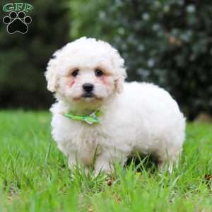 Victor, Lhasa-Poo Puppy