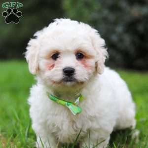 Victor, Lhasa-Poo Puppy