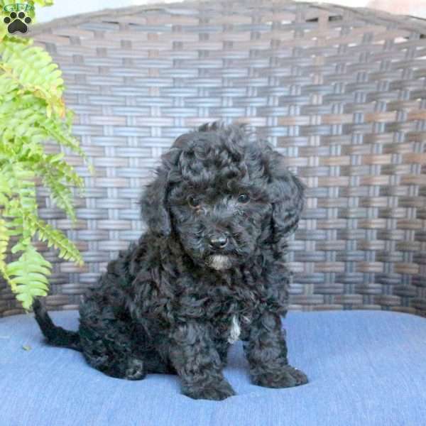 Victor, Miniature Poodle Puppy