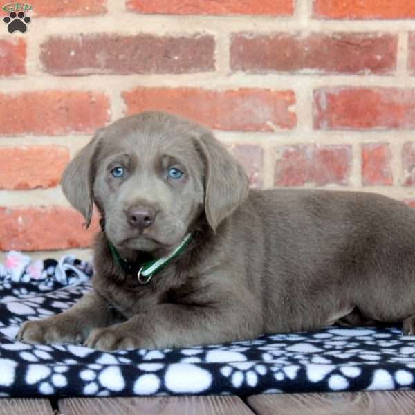 Victor, Silver Labrador Retriever Puppy