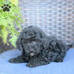 Victor, Miniature Poodle Puppy