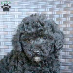 Victor, Miniature Poodle Puppy