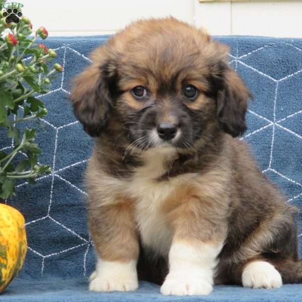 Victor, Cavalier King Charles Mix Puppy