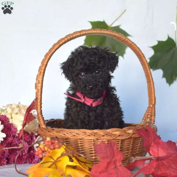 Victoria, Toy Poodle Puppy