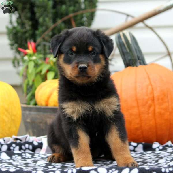 Victoria, Rottweiler Puppy