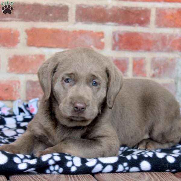 Vienna, Silver Labrador Retriever Puppy